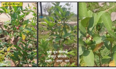*कृष्ण कुंज: सांस्कृतिक महत्व के वृक्षों ने लेना शुरू किया आकार*