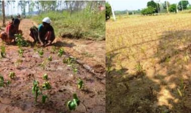 *छत्तीसगढ़ में औषधीय पौधों की खेती को बढ़ावा*