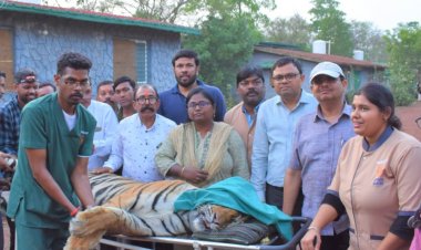 *छत्तीसगढ़ में पहली बार बाघ का रेडियो कॉलर*