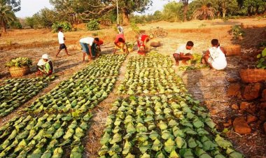 *तेंदूपत्ता संग्राहकों पर पड़ रही दोहरी मार, पिछले 4 सालों से घटती जा रही खरीदी की डिमांड: कोमल हुपेंडी, प्रदेश अध्यक्ष, आप*