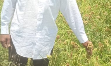 *छत्तीसगढ़ मिलेट मिशन : बढ़ती डिमांड के चलते किसान ले रहे रागी की खेती में रूचि*