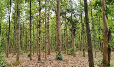 *‘मुख्यमंत्री वृक्ष संपदा’: 20 हजार लोगों की 31 हजार एकड़ भूमि वृक्षारोपण के लिए पंजीकृत*