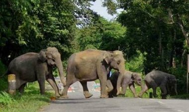 धरमजयगढ़ वन मंडल से 38 हाथी फिर वन मंडल कोरबा के कुदमुरा रेंज में पहुंच गए हैं