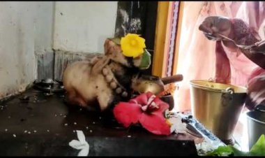 मंदिर में भगवान शंकर की मूर्ति के पास बैठे नंदी भक्तों के हाथ से पानी पीते दिखाई दिए