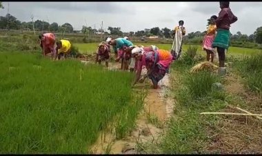 छत्तीसगढ़ को युं ही धान का कटोरा नहीं कहा जाता