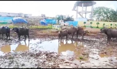 अव्यवस्था के बीच गौठान