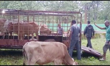 नगर पालिका की आवारा मवेशियों की मालिको पर कार्यवाही