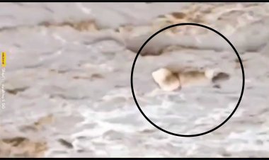 बलरामपुर,सिंदूर नदी में बहता दिखा अज्ञात शव