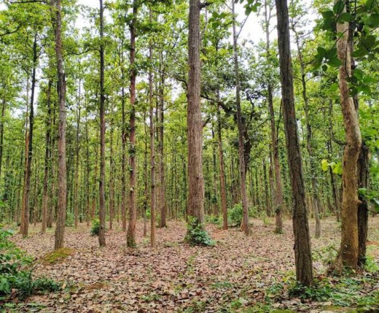 *‘मुख्यमंत्री वृक्ष संपदा’: 20 हजार लोगों की 31 हजार एकड़ भूमि वृक्षारोपण के लिए पंजीकृत*