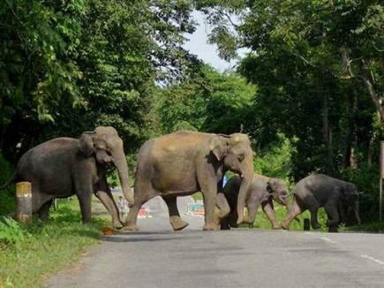 धरमजयगढ़ वन मंडल से 38 हाथी फिर वन मंडल कोरबा के कुदमुरा रेंज में पहुंच गए हैं