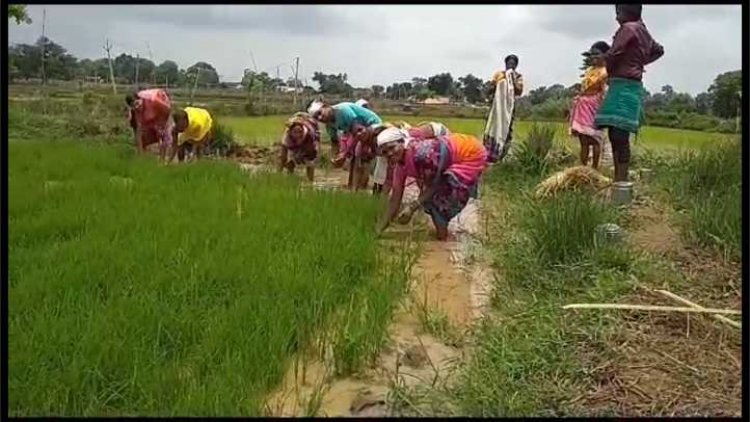 छत्तीसगढ़ को युं ही धान का कटोरा नहीं कहा जाता